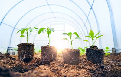 Green Roofing Options